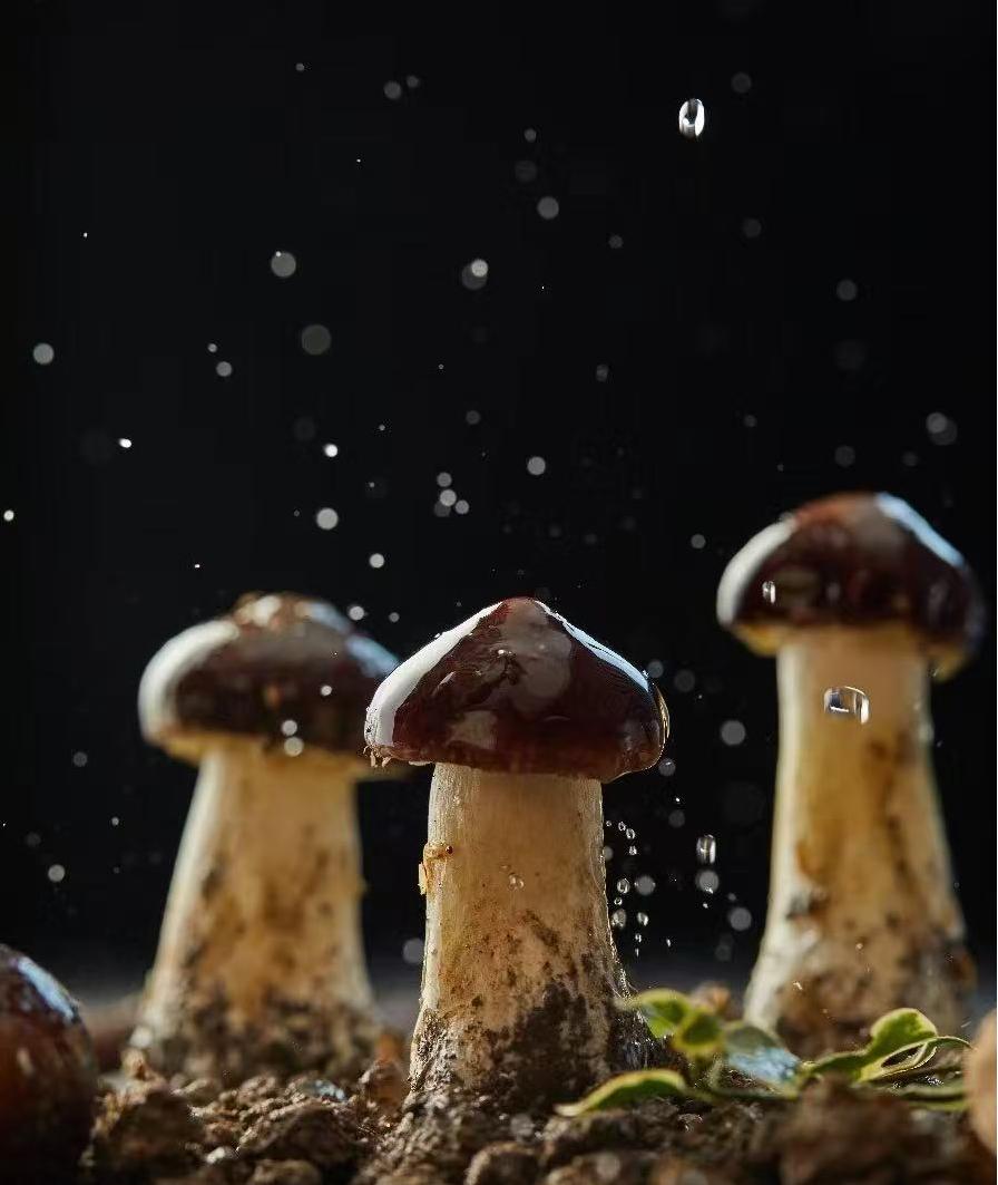 20250129215110